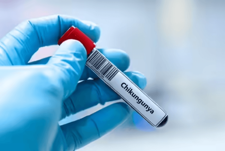 Hope against Chikungunya: ICMR steps in as cases rise across India