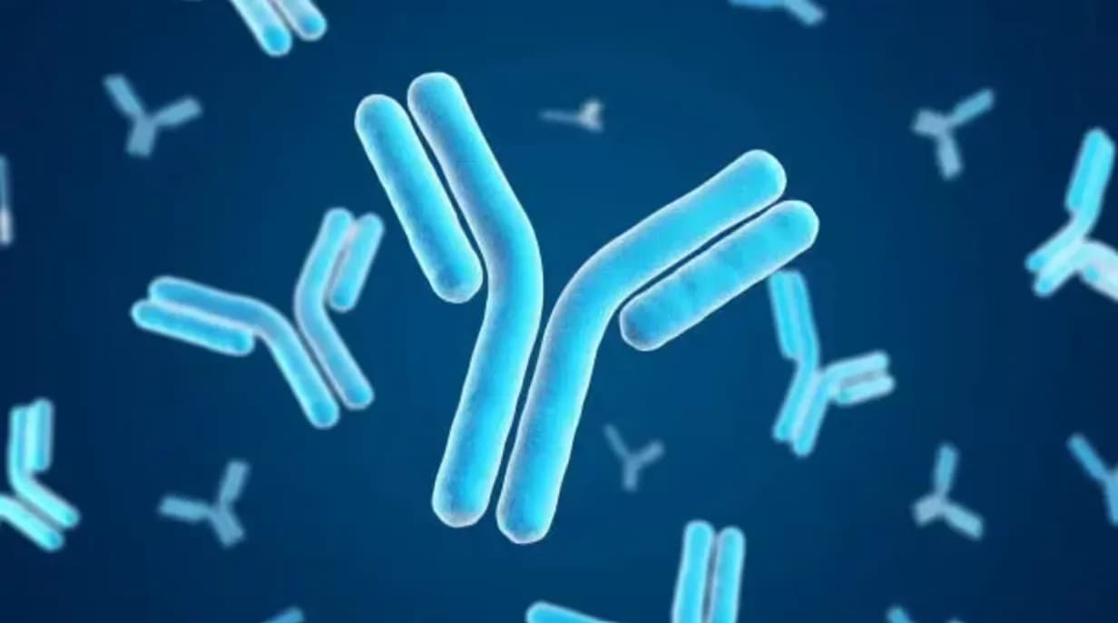 Researchers identify antibodies that may prevent and treat measles infections